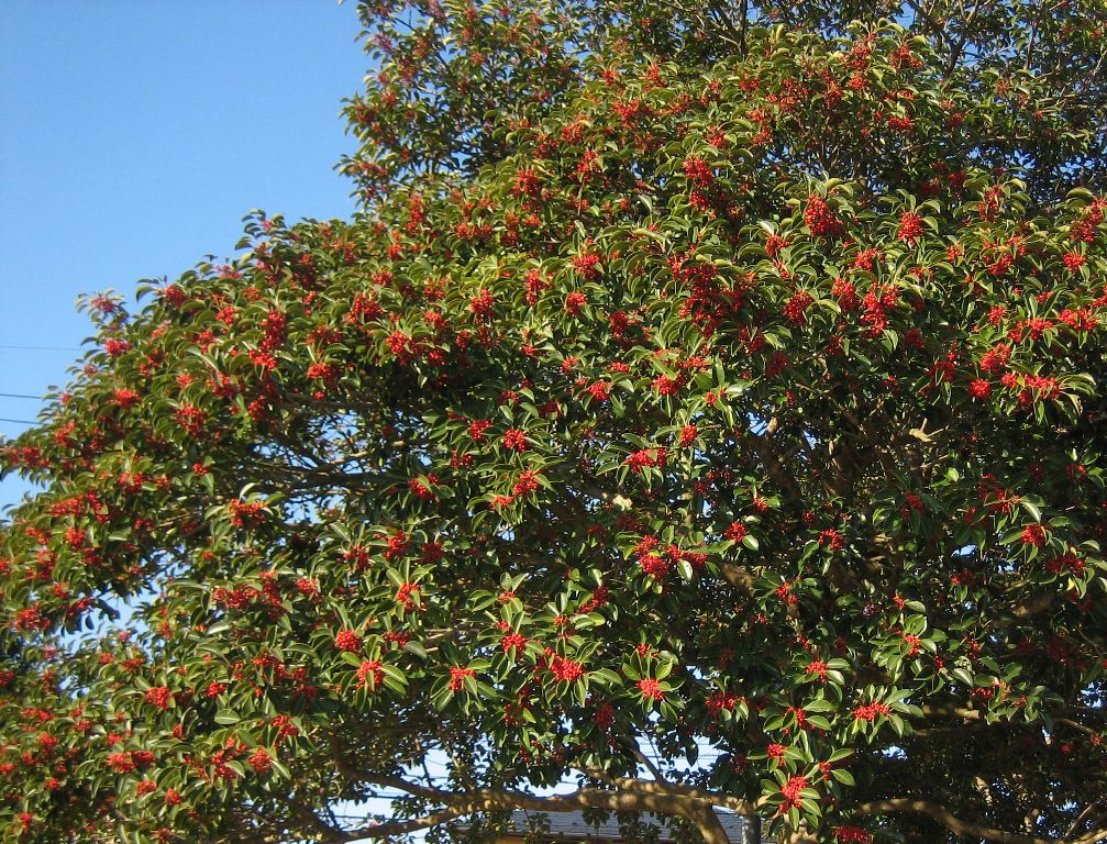 Kuroganemoti tree